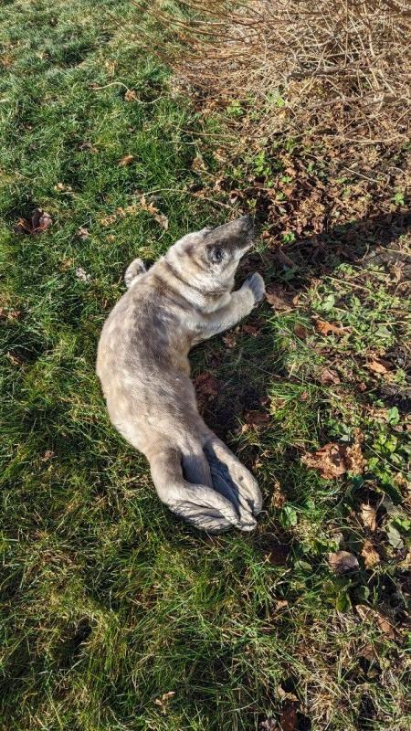 The seal pup, on Jan. 12, before being transported to Brunswick.