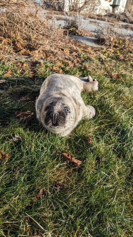The seal pup, on Jan. 12, before being transported to Brunswick.