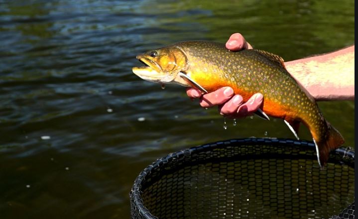 KLSWCD holds annual trout stocking sale