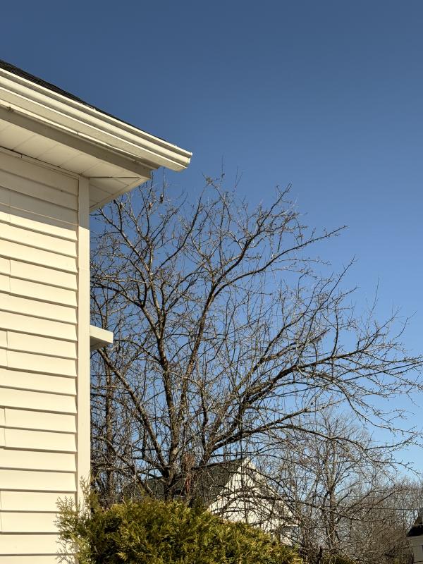 Just as the solar eclipse was reaching its peak, a small flock of bohemian waxwings landed in the authors’ crab apple tree, silhouetted against the dimming blue sky. Courtesy of Allison Wells #bird-column, #birds, #boothbay register, #total eclipse, #solar eclipse, #jeff and allison wells, #bohemian waxwing, #maine