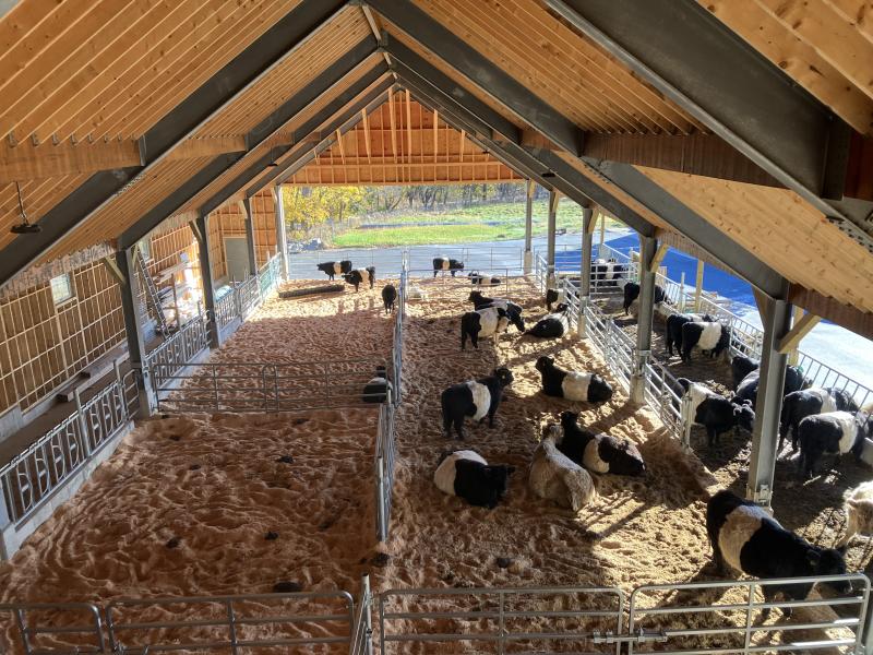 The new cattle barn at Aldermere Farm will be open to the public on Calf Unveiling Day, May 4. The barn is home to the oldest continuously operated herd of Belted Galloways in the United States. (Photo by Aaron Englander, courtesy of Maine Coast Heritage Trust)
