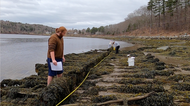 BMI Students measure the keelson of the wreck on the Passagassaukeag River in Belfast while others look for the location of a mast-step. (Photo by Charles H. Lagerbom, Belfast Marine Institute)