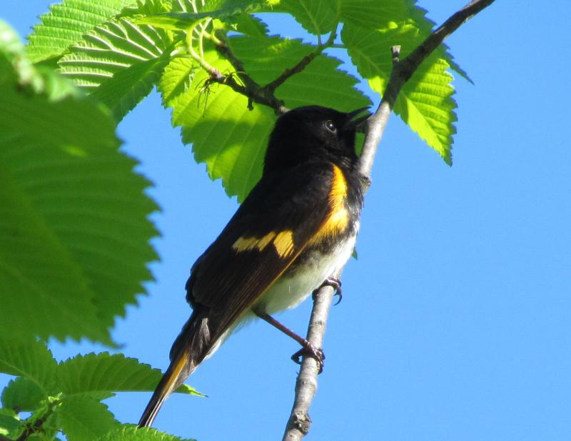 A colorful and cooperative male American redstart was among the birds the authors saw during the additional weekend “errand.” Courtesy of Jeff Wells #bird-column, #boothbay register, #Jeff and Allison Wells, #birds, #maine, #black tern