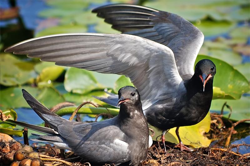Black terns nest in very few places in Maine, Messalonski Lake in Belgrade being one of them. The authors made a recent visit to see the terns. Courtesy of Brian Desrosiers, Wikimedia Commons #bird-column, #boothbay register, #Jeff and Allison Wells, #birds, #maine, #black tern