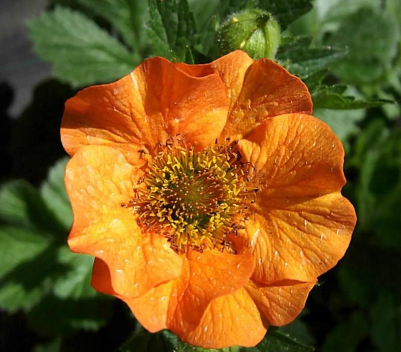 Geum Totally Tangerine. (Photo courtesy Merryspring Nature Center)