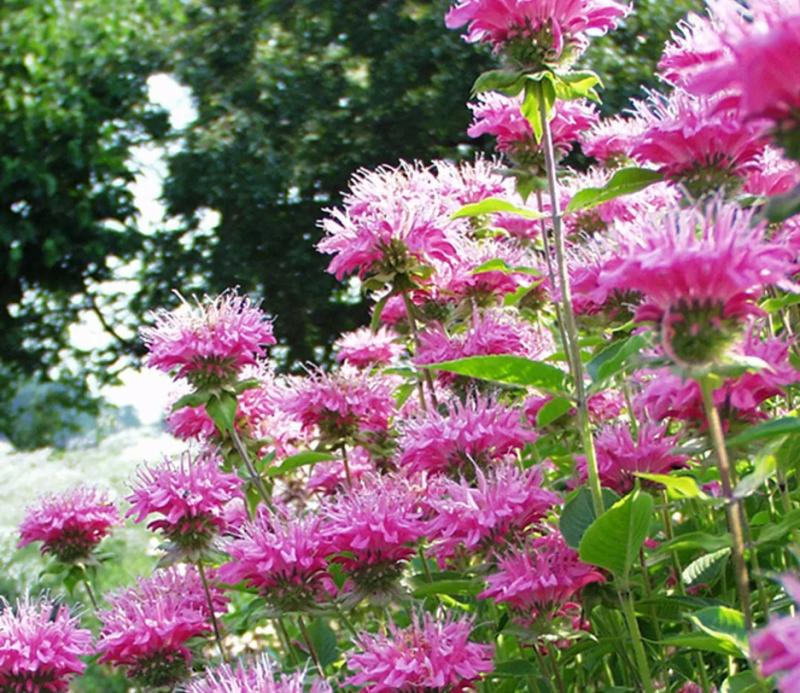 Monarda Marshall's Delight. (Photo courtesy Merryspring Nature Center)