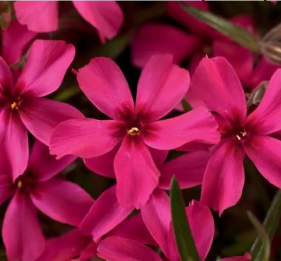 Scarlet Flame creeping phlox. (Photo courtesy Merryspring Nature Center)
