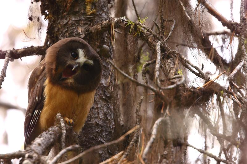 Fledgling northern saw-whet owls look quite different from their parents with chocolate faces, a striking white "t" over the bill and orangey underparts. Photo by Kameron Perensovich, CC BY-SA 2.0 <https://creativecommons.org/licenses/by-sa/2.0>, via Wikimedia Commons.