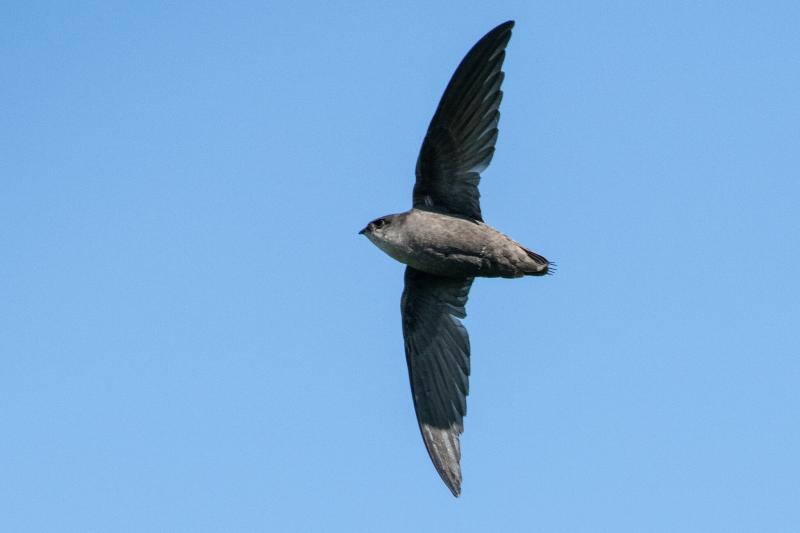 Chimney swifts use their sticky saliva to glue twigs together to build their nests on the sides of chimneys and other cavities. Photo by Adam Jackson courtesy of Wikimedia Commons #bird-column, #boothbay register, #jeff and allison wells, #chimney swifts, #maine, #birds, #common grackle
