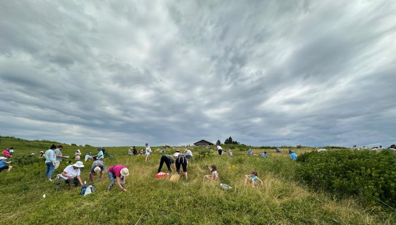 Blueberry picking began this last weekend on Beech Hill Preserve in Rockport, courtesy of Coastal Mountains Land Trust. For more information and to sign up for upcoming picking sessions on Beech Hill, visit coastalmountains.org. (Photo courtesy Jenny Roberts)