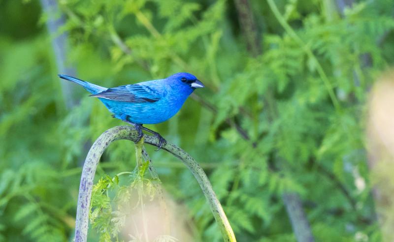 A person could be excused for thinking, at their first sighting of an indigo bunting, that it was an escaped tropical cage bird rather than the widespread nesting bird in Maine that it is. Photo by Andrew Weitzel courtesy of Wikimedia Commons #bird-column, #boothbay register, #jeff and allison wells, #maine, #birds, #indigo bunting