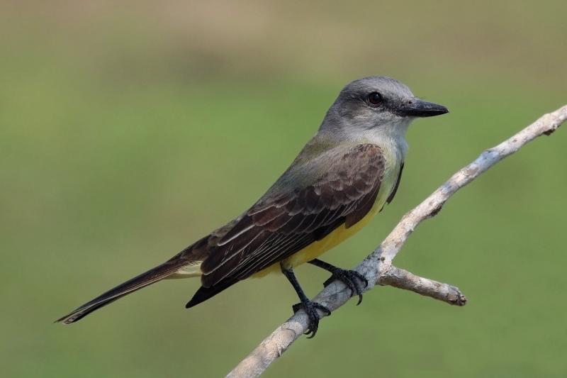 Tropical kingbirds occur from southeast Arizona and southern Texas south through Mexico, Central America and South America to Argentina. Photo by Charles J. Sharp, CC BY-SA 4.0 <https://creativecommons.org/licenses/by-sa/4.0>, via Wikimedia Commons #bird-column, #tropical kingbird, #boothbay register, #jeff and allison wells, #maine, #birds