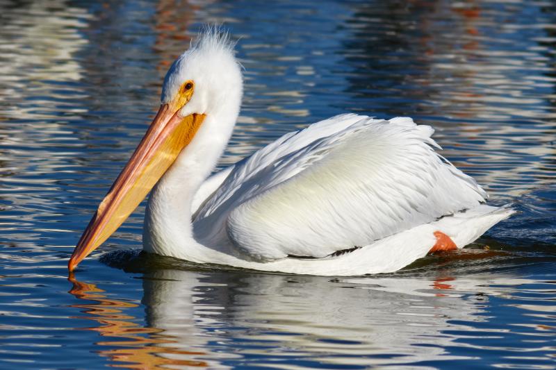 The sight of a massive American white pelican in Maine is unexpected. Birders were shocked to see one recently at Wharton Point in Brunswick, Maine. This photo was taken in California where they are a familiar sight. Photo © Frank Schulenburg / CC BY-SA 4.0, courtesy Wikimedia Commons #bird-column, #bird migration, #migration, #birds, #boothbay register, #penbay pilot, #wiscasset newspaper, #jeff and allison wells, #maine, #american white pelican