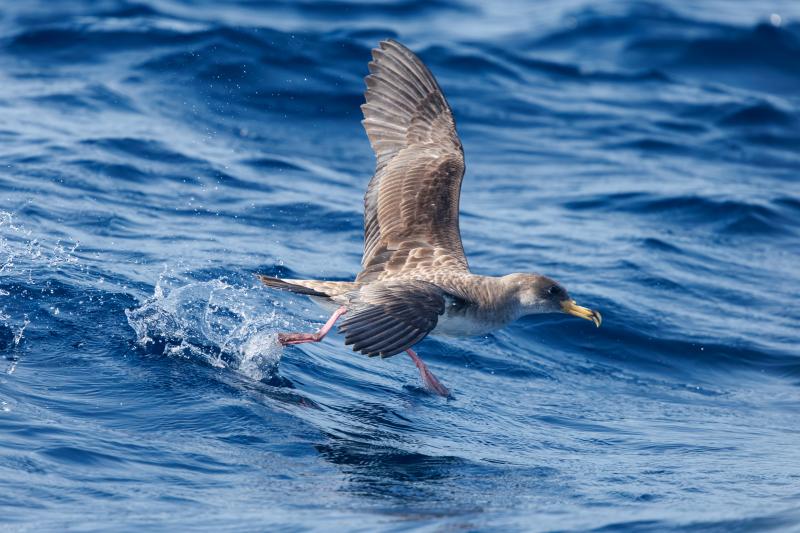 Cory's shearwaters can be seen in the offshore waters of the Maine coast in summer, but their closest breeding location is nearly 2,000 miles away in the Azores. Photo by Hobbyfotowiki courtesy Wikimedia Commons #bird-column, #bird migration, #migration, #birds, #boothbay register, #penbay pilot, #wiscasset newspaper, #jeff and allison wells, #maine, #cory’s shearwater