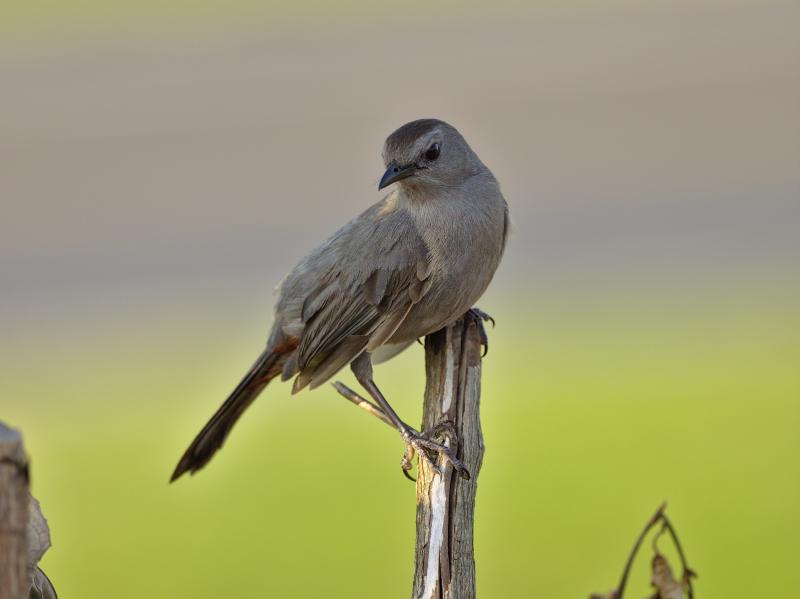 Gray catbirds are well-loved summer birds of yards and gardens across Maine, but soon will be heading south for the winter. Photo by Andrew Weitzel courtesy Wikimedia Commons #bird-column, #maine, #bird, #jeff and allison wells, #boothbay register, #gray catbird