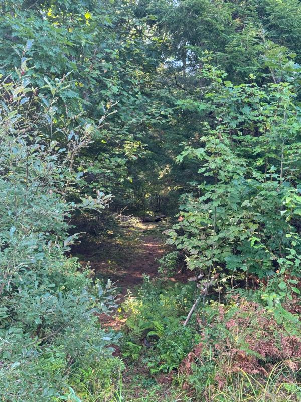 The entrance to the old tote road at Sleepy Hollow. (Photo by Ed O’Brien)