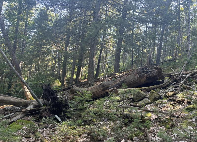 The wizard tree has fallen. (Photo by Ed O’Brien)