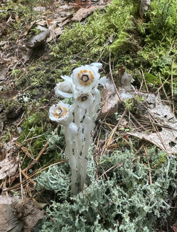 Someone want to identify these little darlings for me? (Photo by Ed O’Brien)