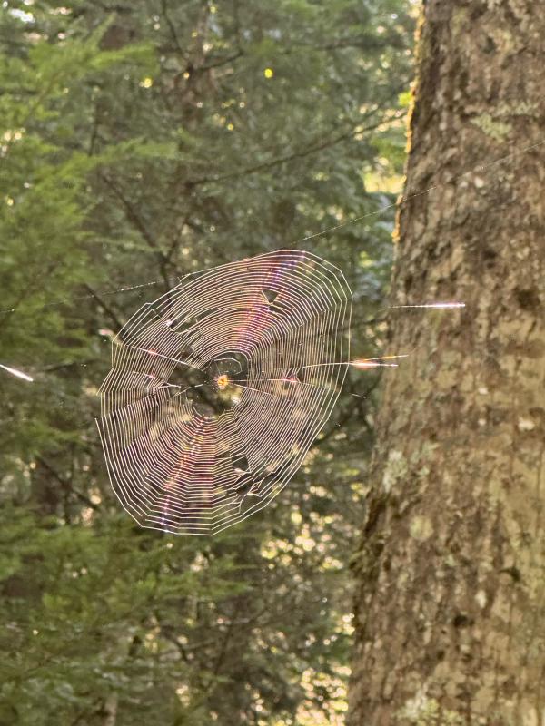 Pretty impressive trap- 10 feet up and strong between trees at least 20 feet apart. (Photo by Ed O’Brien)