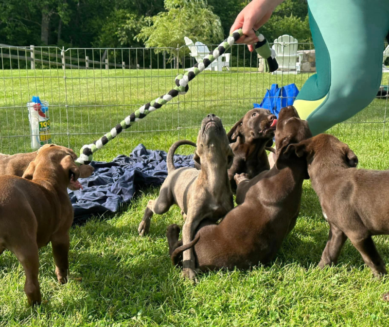 2023 Bark + Brew Puppies Group. (Photo courtesy Pope Memorial Humane Society)
