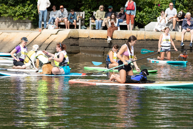 Pooches and Paddleboards race, Windjammer Festival 2024 (Photo courtesy John Steele)