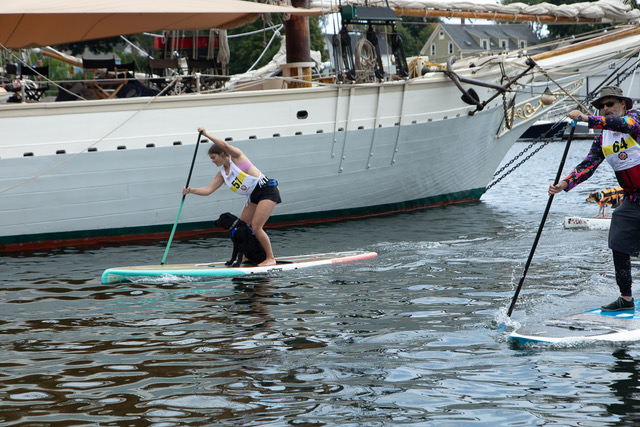 Pooches and Paddleboard race (Photo courtesy John Steele)