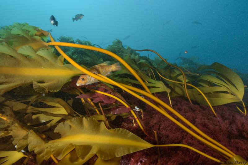 Kelp forests provide essential food, habitat, and clean water for a rich marine ecosystem on Maine’s coast, but these forests are in flux due to pressures of rising ocean temperatures. Courtesy of Brian Skerry