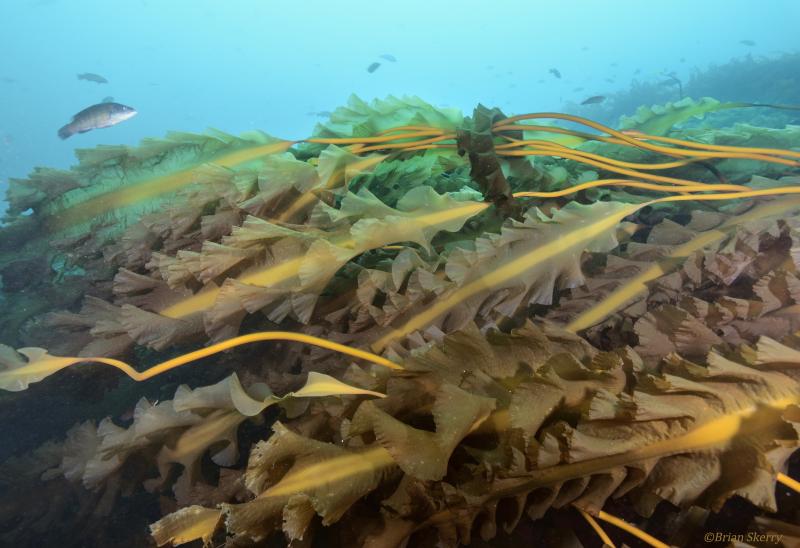 The new study found that kelp forests are still thriving in the cooler waters of the Gulf of Maine, on the northeast coast and around Cashes Ledge, but they are slowly declining to warming temperatures. Meanwhile, forests further south have already collapsed. Courtesy of Brian Skerry