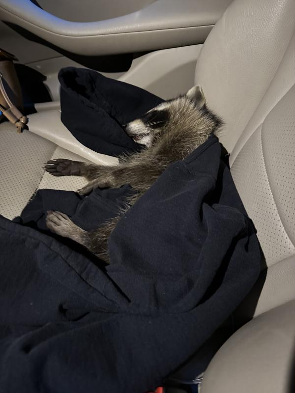 The moment after Kristen Linscott rescued the injured raccoon and placed her in a sweatshirt in her car. Photo courtesy Kristen Linscott