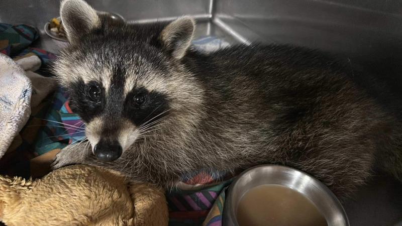 “Winnie” named after Winslow, Maine, where she was found, is thriving. Photo courtesy Wilderness Miracles Wildlife Rehab