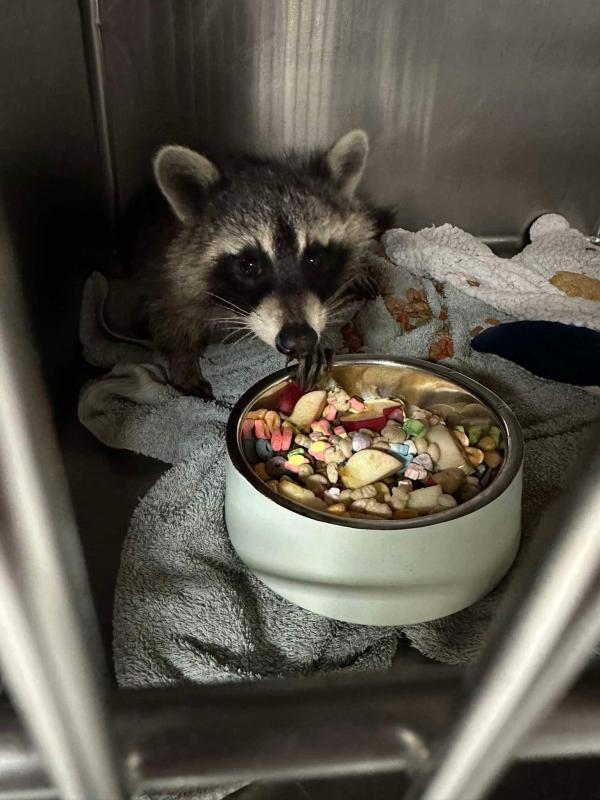 Photo courtesy Wilderness Miracles Wildlife Rehab