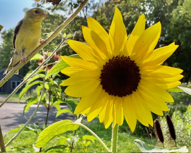 Jane Schroeder, of Rockland, “came home from book group, saw that this sunflower had bloomed, went to take a quick photo. When I clicked the shot I heard a commotion and realized I had surprised a goldfinch! Amazing! (Photo courtesy Jane Schroeder) Jane Schroeder, of Rockland, “came home from book group, saw that this sunflower had bloomed, went to take a quick photo. When I clicked the shot I heard a commotion and realized I had surprised a goldfinch! Amazing! (Photo courtesy Jane Schroeder)