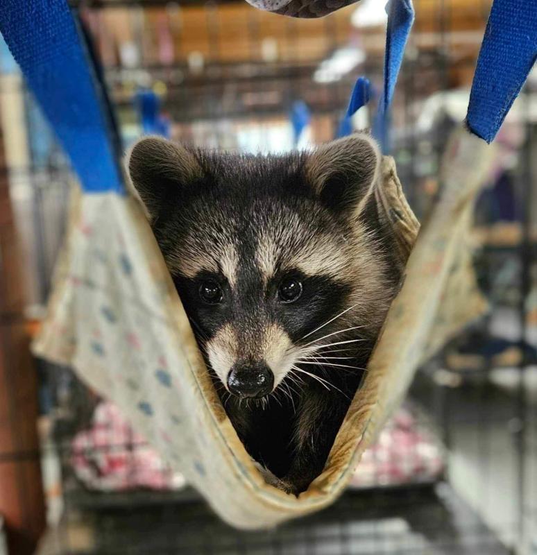 Her cage was placed next to some new raccoon friends she can chatter with and she loves her new hammock. Photo courtesy Wilderness Miracles Wildlife Rehab