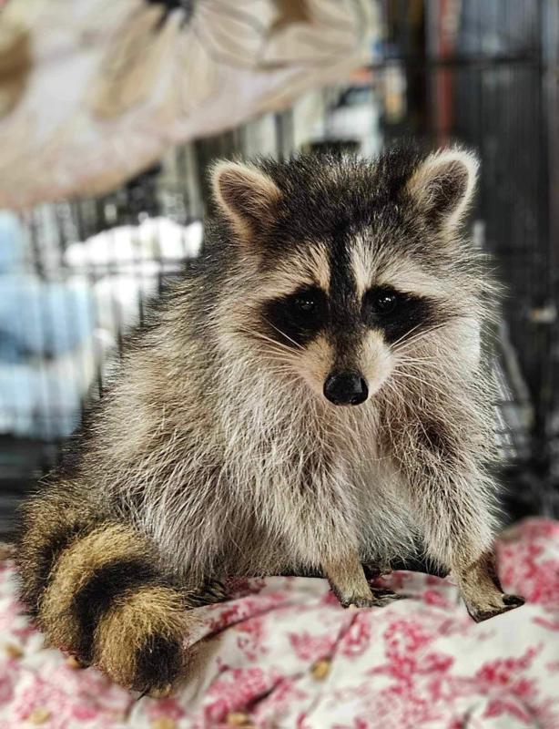 Wally, another car injury survivor, has become her best friend. Photo courtesy Wilderness Miracles Wildlife Rehab