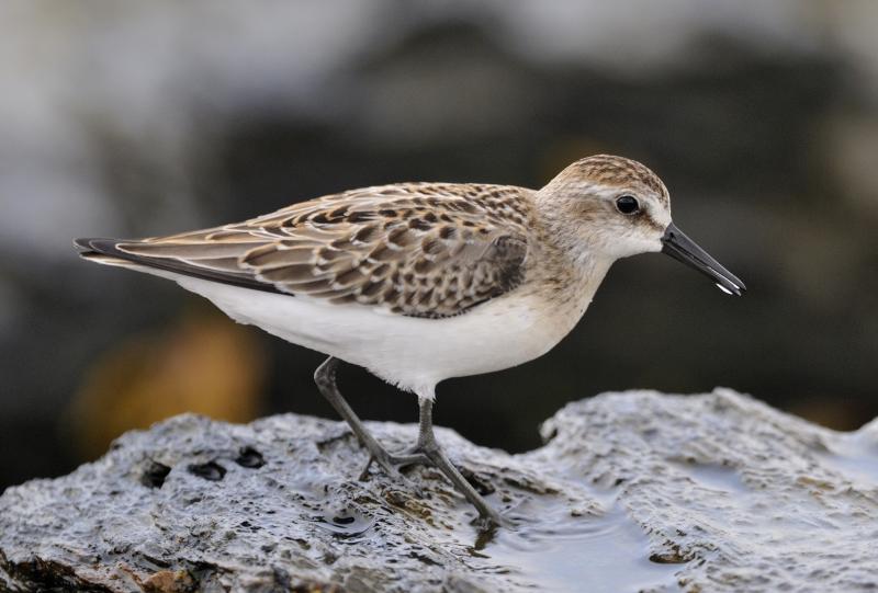 Semipalmated sandpipers make the journey south from Arctic or sub-Arctic Canada and Alaska just months after hatching, some traveling as far south as South America. Credit: Bill Thompson/USFWS #bird-column, #shorebirds, #Wolfe’s Neck Center, #Freeport, #Maine, #Jeff and Allison Wells, #birds