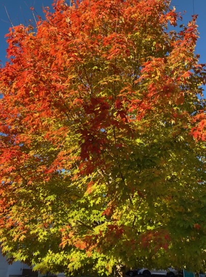 Brilliant fall colors (Photo by Susan Kanellakis) Brilliant fall colors