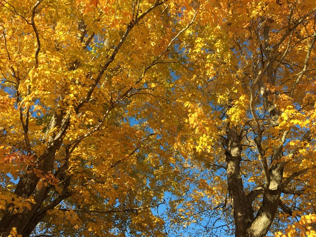 Tapestry in indigo and gold, high on a hill in Union (Photo by Penelope Olson) Tapestry in indigo and gold, high on a hill in Union (Photo by Penelope Olson)