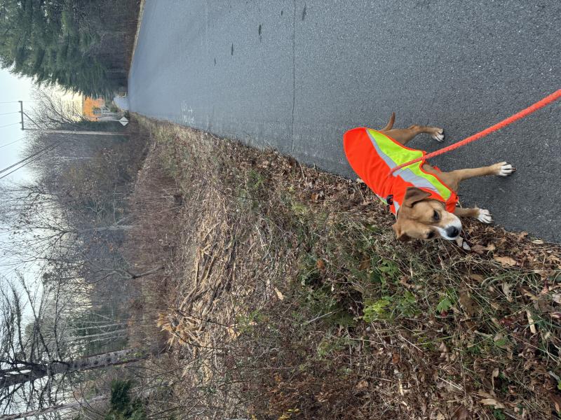 Little Bella heads down Ducktrap Road in her pretty orange dress. (Photo by Ed O’Brien) Dog
