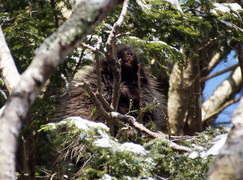 Porcupine