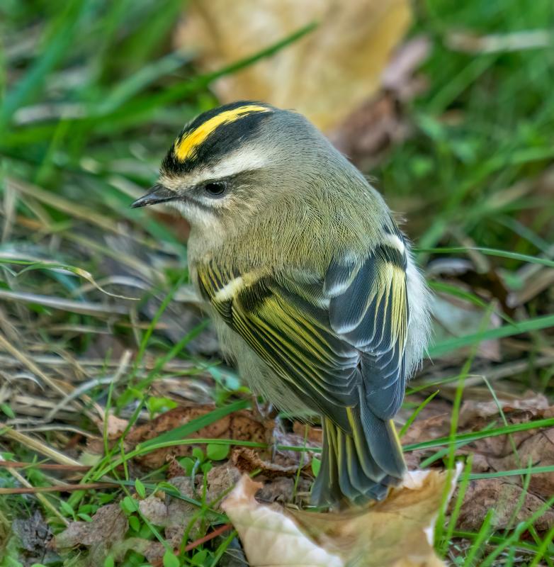 The presence of golden-crowned kinglets is more often revealed through its rapid, high-pitched calls, but in seeing one up close, their beauty is spectacular. Photo by Rhododendrites, courtesy of Wikimedia Commons The presence of golden-crowned kinglets is more often revealed through its rapid, high-pitched calls, but in seeing one up close, their beauty is spectacular. Photo by Rhododendrites, courtesy of Wikimedia Commons