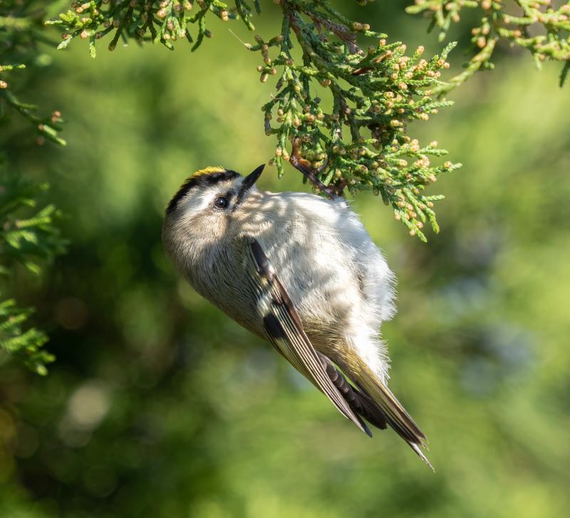 Although some golden-crowned kinglets winter here in Maine, many migrate south and can be found as far south as Florida in the East and to northern Mexico. Photo by Rhododendrites, courtesy of Wikimedia Commons Although some golden-crowned kinglets winter here in Maine, many migrate south and can be found as far south as Florida in the East and to northern Mexico. Photo by Rhododendrites, courtesy of Wikimedia Commons