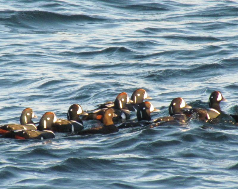 Harlequin ducks in eastern North America nest along rocky streams in Quebec, Newfoundland and Labrador, and western Greenland and move south in winter to the Maine coast (like these here at Two Lights State Park in Cape Elizabeth, Maine) with smaller numbers south to Maryland. Courtesy of Jeff and Allison Wells Harlequin ducks in eastern North America nest along rocky streams in Quebec, Newfoundland and Labrador, and western Greenland and move south in winter to the Maine coast (like these here at Two Lights State Park in Cape Elizabeth, Maine) with smaller numbers south to Maryland. Courtesy of Jeff and Allison Wells