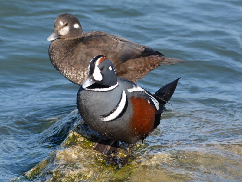 Maine's coast supports a large proportion of the wintering population of the eastern North American population of harlequin duck although the largest numbers are in remote parts of the coast like the area around Isle Au Haut off the Blue Hill Peninsula. Peggy Cadigan photo courtesy of Wikimedia Commons Maine's coast supports a large proportion of the wintering population of the eastern North American population of harlequin duck although the largest numbers are in remote parts of the coast like the area around Isle Au Haut off the Blue Hill Peninsula. Photo by Peggy Cadigan courtesy of Wikimedia Commons