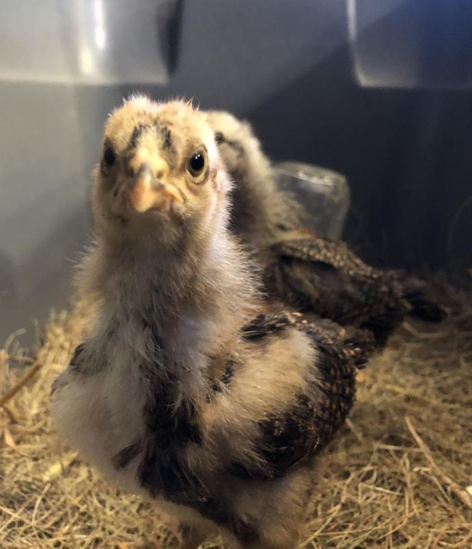 The Winter Chicks made by a silly hen (Sarah Masters photo) two down-covered chick transitioning to feather-covered pullets