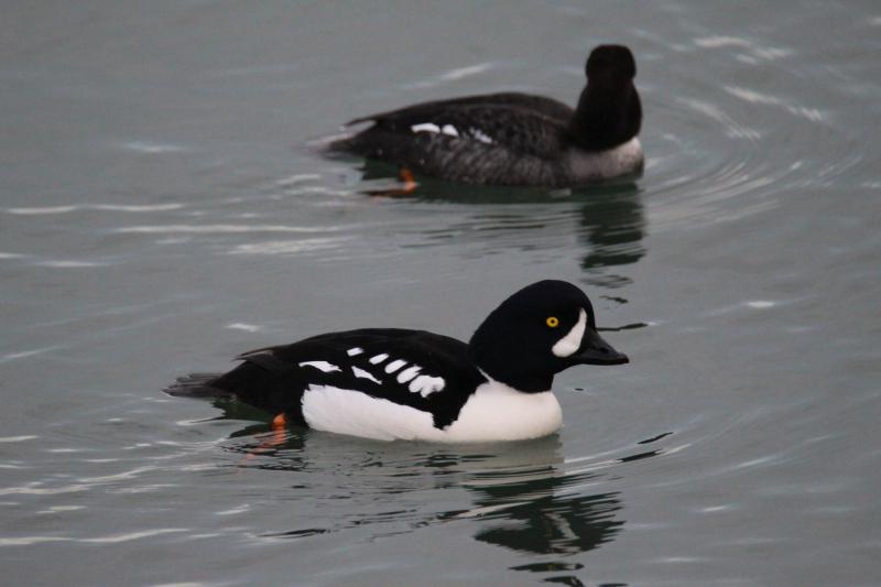 The population of Barrow's goldeneye in eastern North America is quite small and Maine is fortunate that we have them regularly, though in small numbers, each winter. Photo by DKRKaynor, courtesy of Wikimedia Commons The population of Barrow's goldeneye in eastern North America is quite small and Maine is fortunate that we have them regularly, though in small numbers, each winter. (Photo by DKRKaynor, courtesy of Wikimedia Commons.)