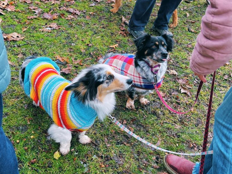 Doggie Fashion Show. (Photo courtesy Camden Public Library) Doggie Fashion Show. (Photo courtesy Camden Public Library)
