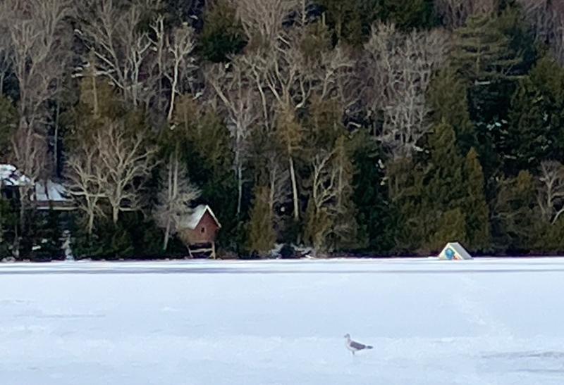 Mount Desert and Southwest Harbor FD personnel and Mount Desert PD were on scene and rescued a man after he drove a U-Haul truck onto a lake on Mt. Desert. The ice was approximately 2.5 inches thick throughout the lake and about an inch where he broke through. The truck will not be removed until the ice is thicker and safer for the marine salvage company, according to Maine Dept. of Inland Fisheries and Wildlife. (Photo courtesy IF&W) (Photo courtesy IF&W)