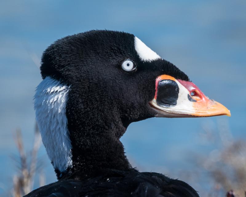 Surf scoters are just one of the stunning waterfowl species that can be seen along the coast during our Maine winters. Photo by Becky Matsubara, courtesy of Wikimedia Commons Surf scoters are just one of the stunning waterfowl species that can be seen along the coast during our Maine winters. Photo by Becky Matsubara, courtesy of Wikimedia Commons.