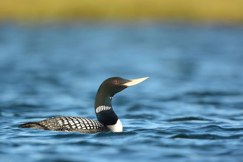 The yellow-billed loon in breeding plumage is a stunner. Maine is lucky to have had one documented record of this species that normally occurs in winter along the coast from Alaska south to Washington State. Photo by Ryan Askren,
USGS, Alaska Science Center, courtesy of Wikimedia Commons
The yellow-billed loon in breeding plumage is a stunner. Maine is lucky to have had one documented record of this species that normally occurs in winter along the coast from Alaska south to Washington State. (Photo by Ryan Askren, USGS, Alaska Science Center, courtesy of Wikimedia Commons)