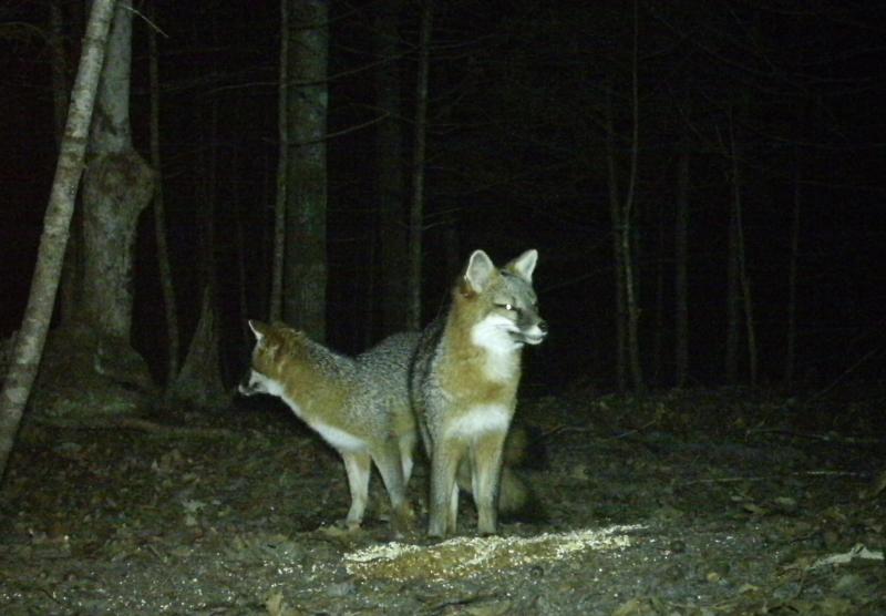 Grey foxes captured by Corelyn’s trail cam. (Photo by Coralyn Senn) Foxes